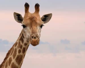 Giraffensprache Giraffe GFK für Kinder