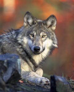 Giraffensprache Wolf GFK Mit Kindern Symboltier