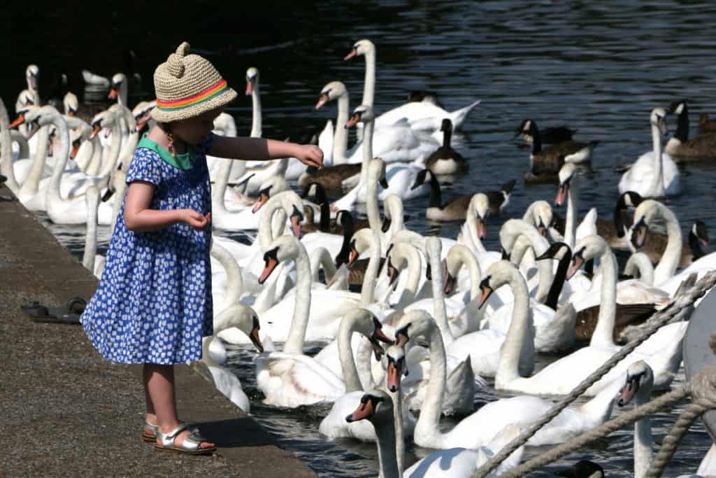 Mädchen füttert Enten und Schwäne