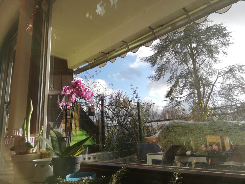 Blick in den Garten. Der Tannenbaum liegt auf dem Tisch, noch in ein Netz verpackt.