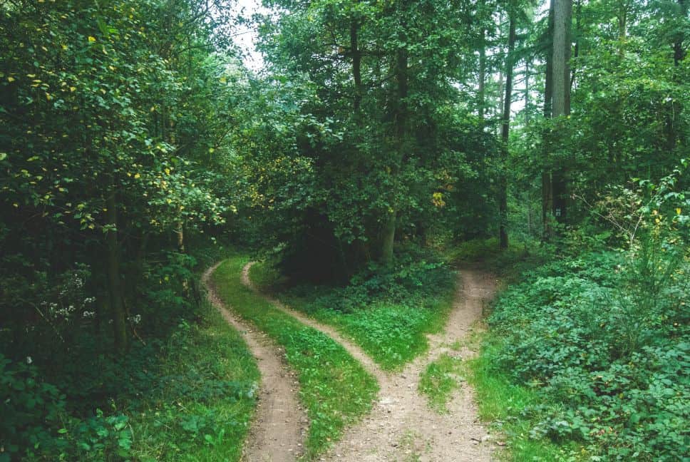 Getrennte Wege gehen. Eine Weggabelung im Wald. 